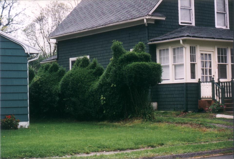 Dragon Hedge