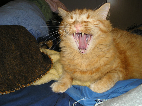 Moe Yawning